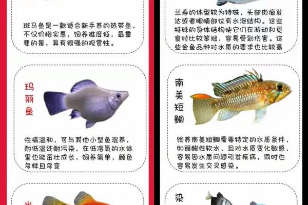 家里养风水鱼养几条比较好？有什么讲究吗？
