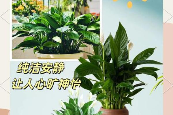 白掌风水攻略