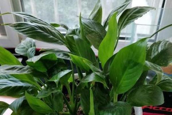 白掌风水攻略