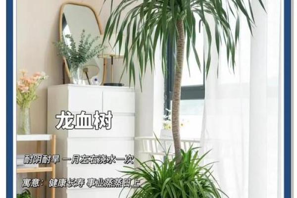 龙血树的寓意与风水作用