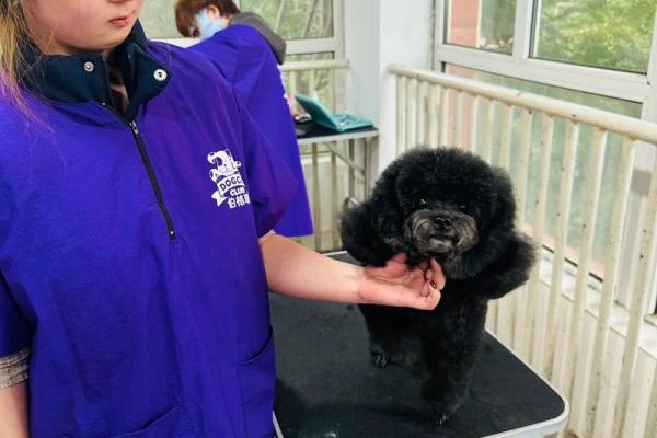 贵宾犬的八字特点及解析