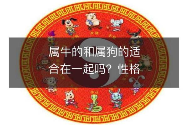 属狗和属牛的八字合吗