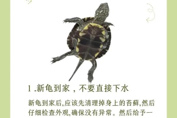 办公室养龟有什么风水说法讲究