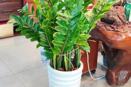 客厅植物摆放，风水摆放小常识