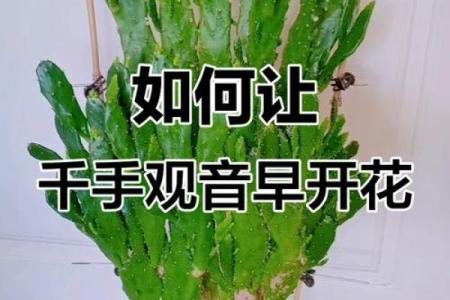 千手观音植物风水