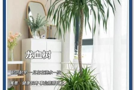 龙血树的寓意与风水作用