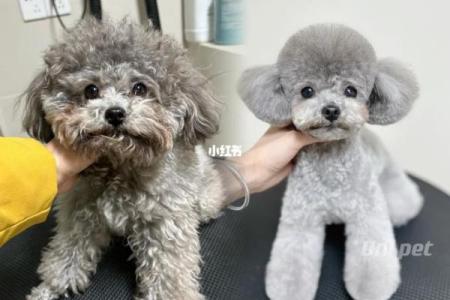贵宾犬的八字特点及解析