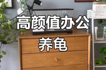 办公室养龟有什么风水说法讲究