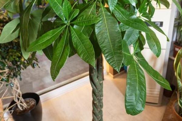 办公室最旺风水植物象征财源广进