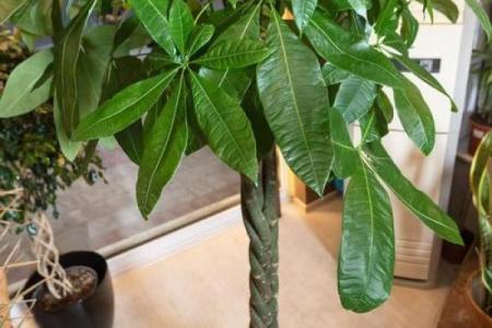 办公室最旺风水植物象征财源广进