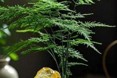 可以增旺宅运的家居风水装饰物有哪些？摆放有什么讲究！