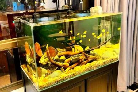 鱼缸的风水妙用