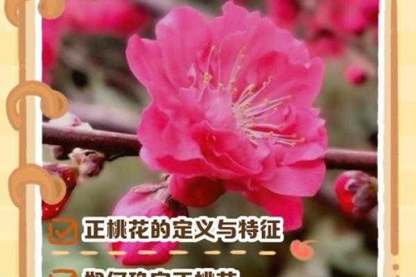 八字正桃花多好吗 八字桃花旺盛吗