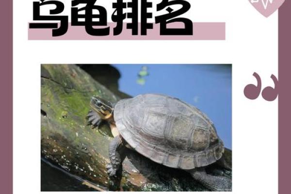 风水乌龟壳的功效与作用