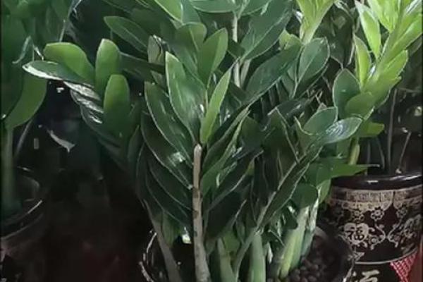 金钱树：客厅风水中最招财的植物之一