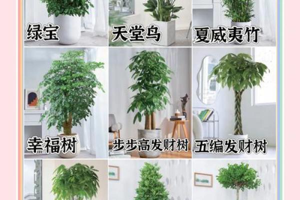 办公室风水绿植有哪些选择适合