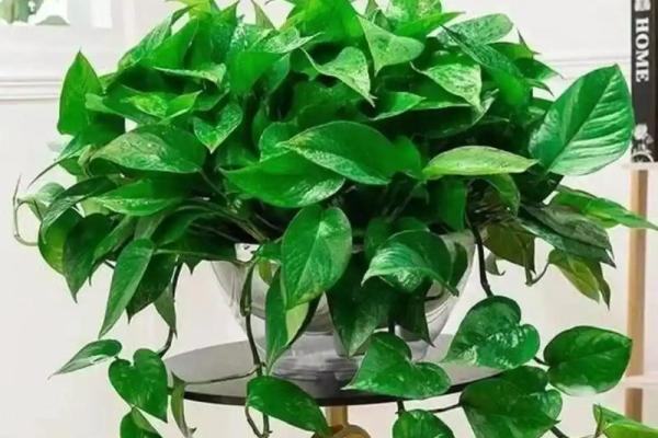 传统风水10种招鬼的花千万不能摆放在家里