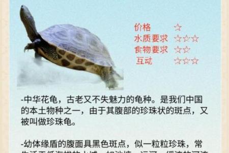 风水乌龟壳的功效与作用