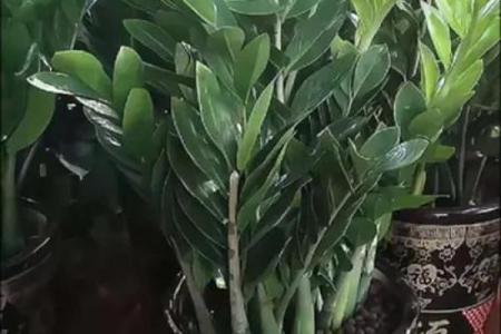 金钱树：客厅风水中最招财的植物之一