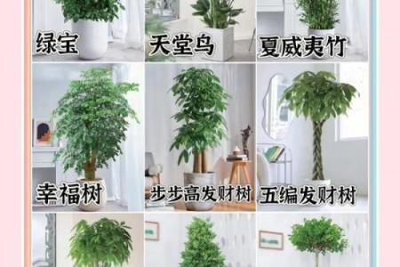 办公室风水绿植有哪些选择适合