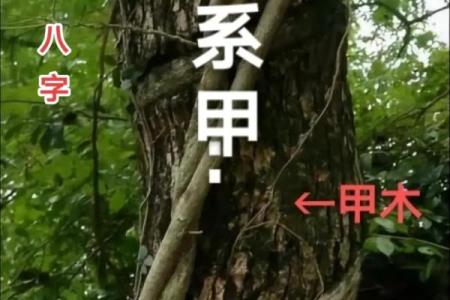 女命富贵的八字，藤萝系甲是帮还是劫#财运
