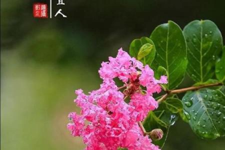 紫薇花象征着好运吗,紫薇花吉利吗