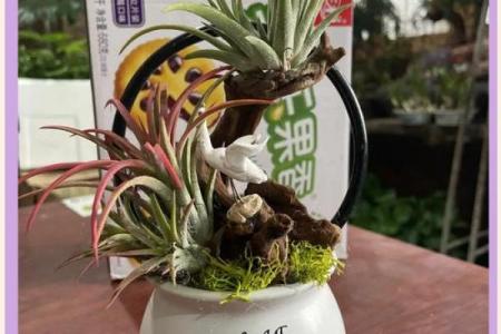 家居风水如何在家里种植菠萝为家庭带来好运