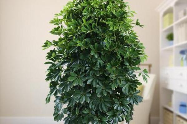 横财风水：财位适宜摆放的花卉