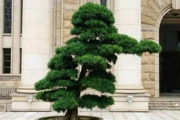 算命树的说法