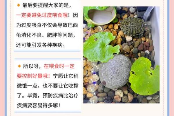 养龟风水_为什么卧室里面不能养乌龟