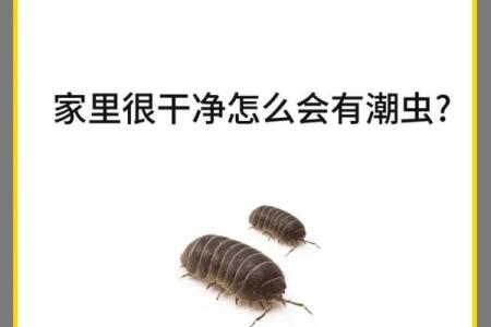 家里风水_家里突然出现多个潮虫是什么征兆