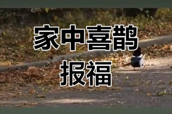 风水家里养喜鹊好吗