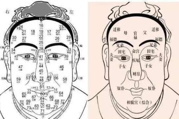 面相算命入门什么是三停 面相基础知识