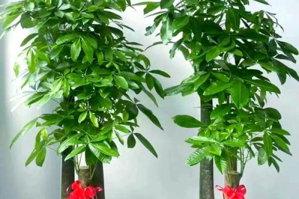 风水什么花招财又旺宅好养吉祥植物
