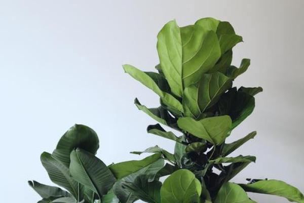 卫生间摆放植物有哪些风水讲究