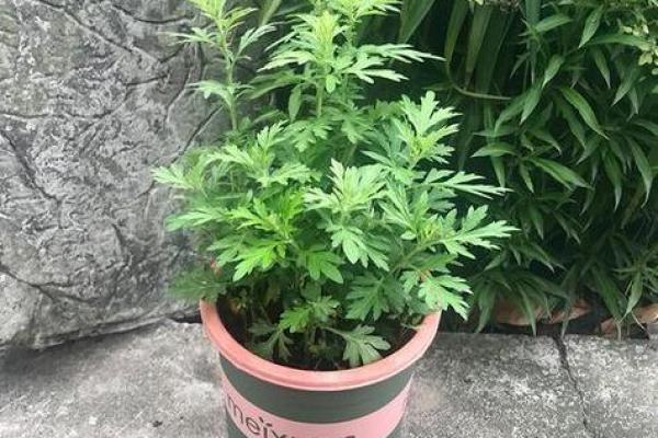 卫生间摆放植物有哪些风水讲究