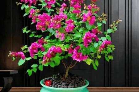 风水什么花招财又旺宅好养吉祥植物