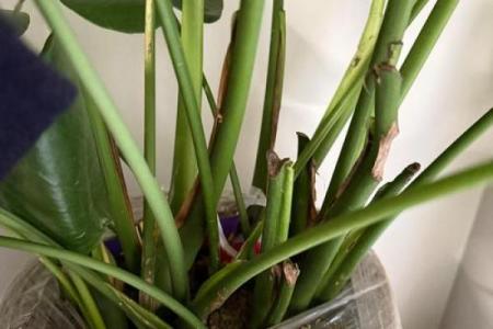 办公室风水植物_老板的办公室要放什么植物