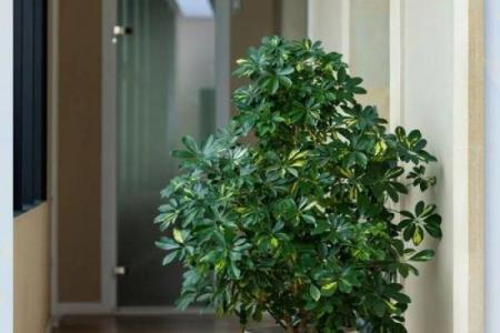 风水学用什么植物打扫房子