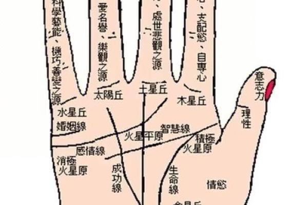 手型算命：金型手人的性格与命运