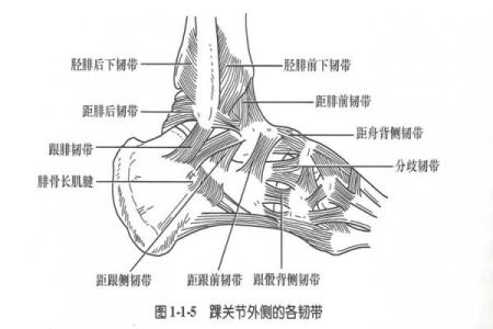 踝关节八字