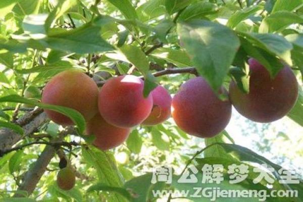 梦见八字