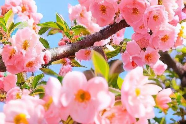八字有3朵正缘桃花的人,八字没桃花就是没姻缘吗