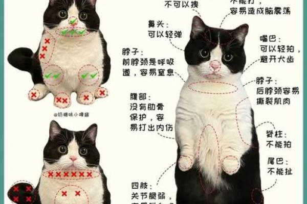 家里可以养新猫吗吉凶测试