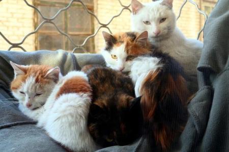 家里可以养新猫吗吉凶测试