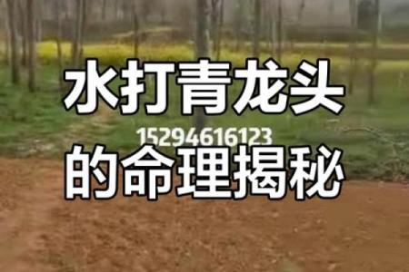 算命青龙什么意思