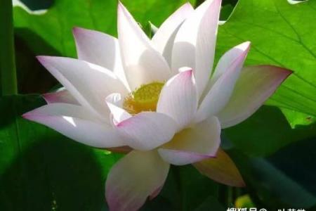 花心男八字特点及性格分析，完全解读！